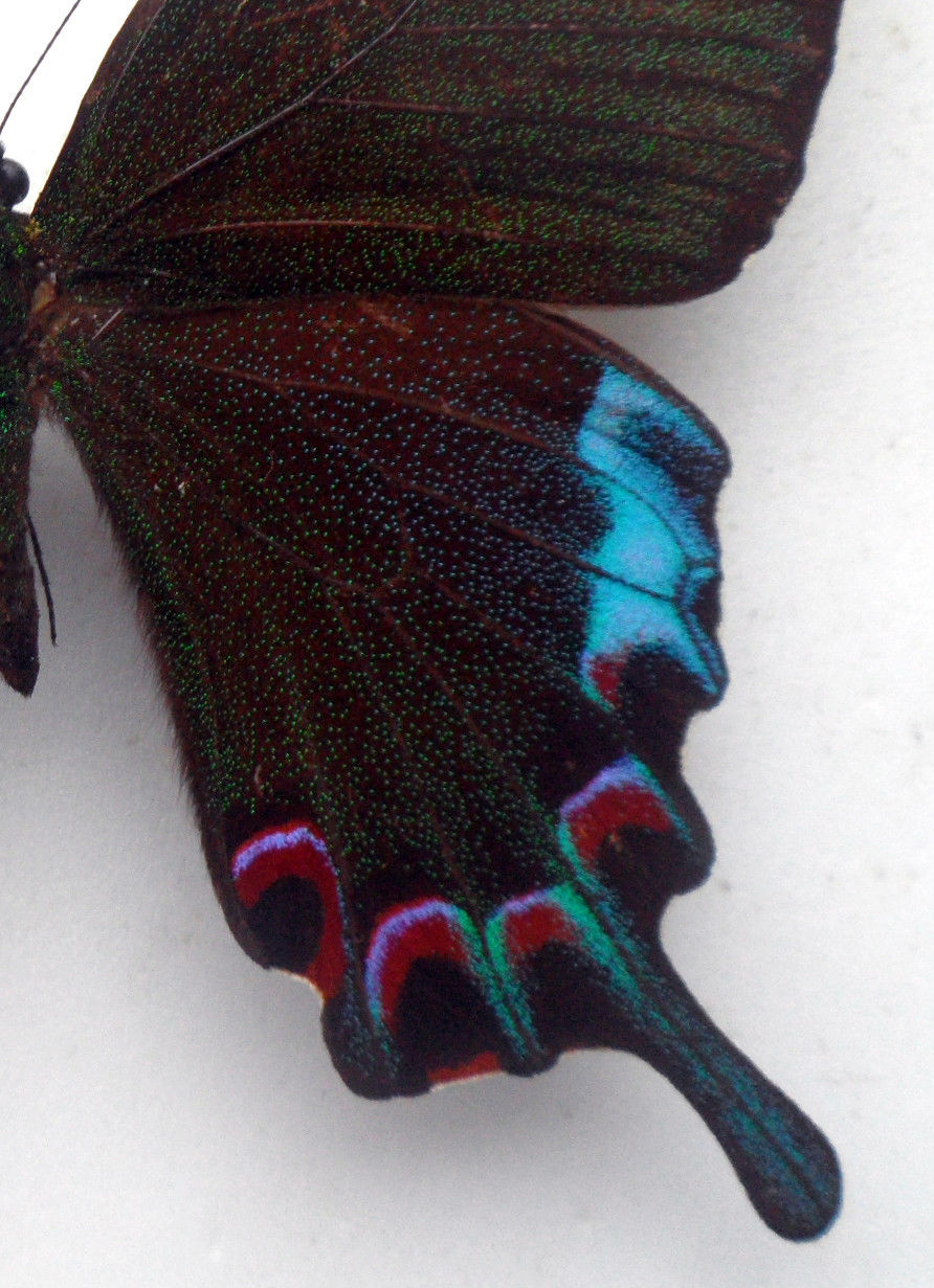 Papilio hermeli Male (Aberration, zoomed, Philippines) (Internet Image property of respective owner, non-commercial use only)